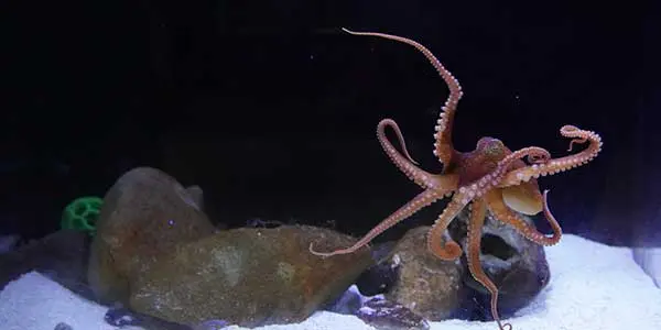 Aquarium Avila Beach Central Coast Aquarium