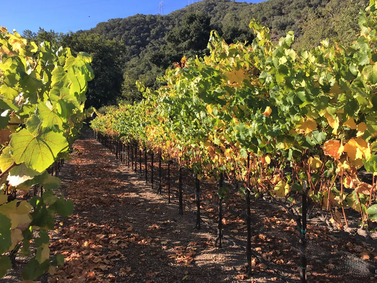 wine-vines A vineyard row in autumn, vines turning gold and green with fallen leaves along the ground and an oak-covered hillside behind