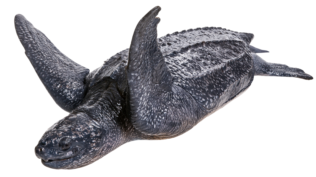 A leatherback sea turtle seen from the side, its dark ridged carapace flecked with pale spots and its long front flippers raised