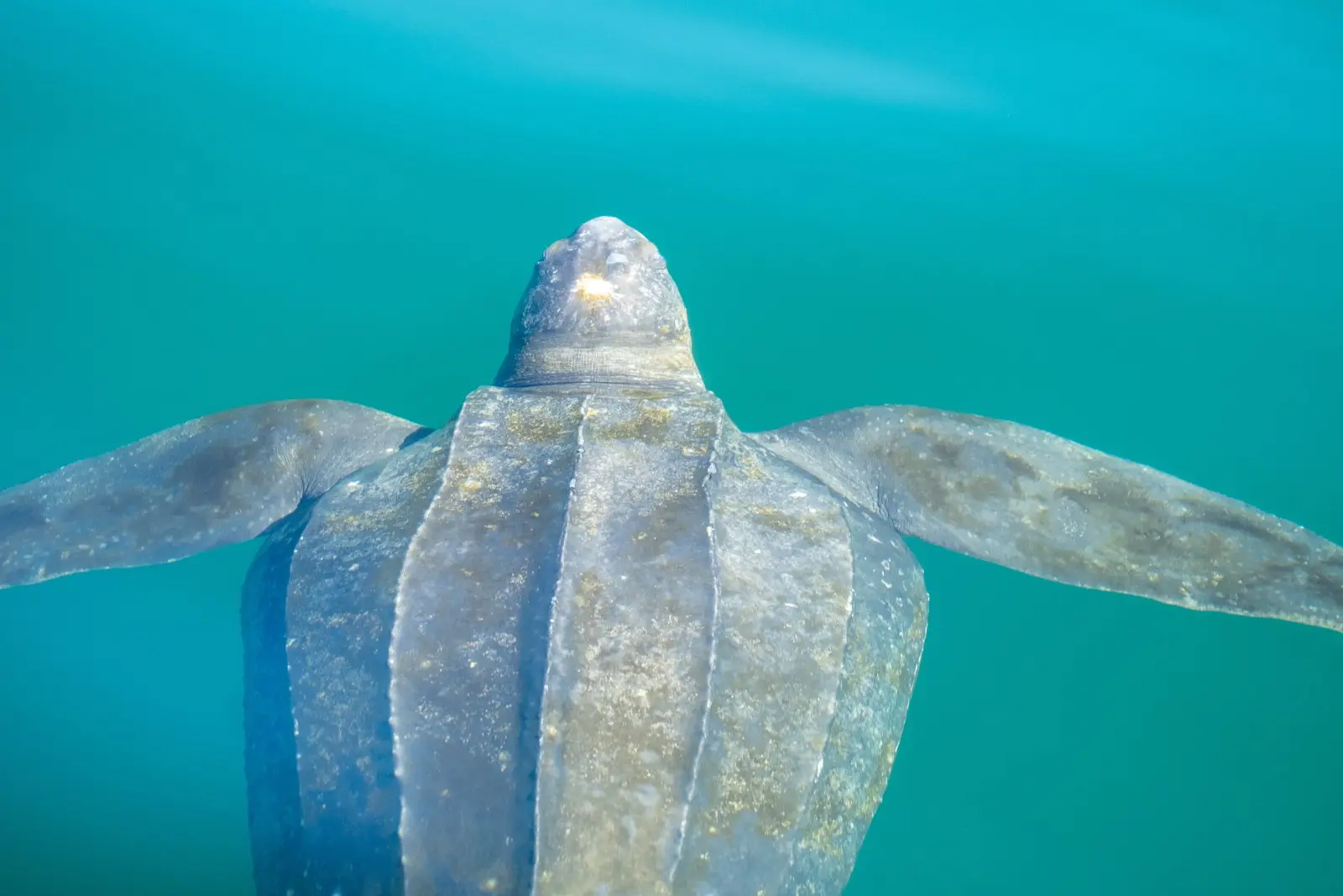 A leatherback sea turtle swimming head-on through clear turquoise water, its ridged grey carapace and long front flippers spread wide
